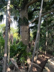 Ceiba