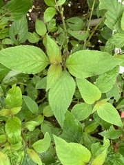 Salvia elegans