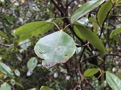 Rhododendron catawbiense