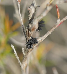 Septobasidium clelandii