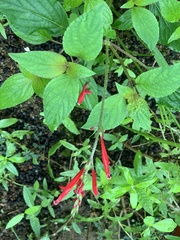 Salvia elegans