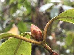 Rhododendron catawbiense