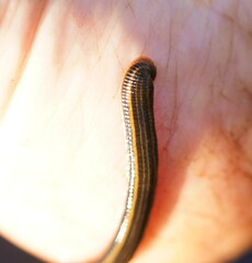 Richardsonianus australis