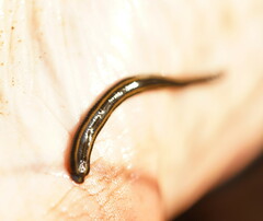 Richardsonianus australis