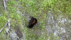 Nymphalidae
