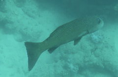 Plectropomus leopardus