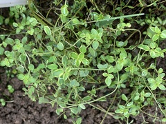 Thymus × citriodorus