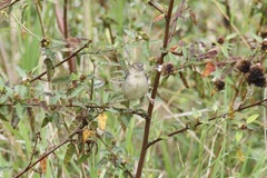 Cisticola haematocephalus