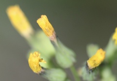 Youngia japonica