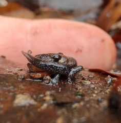 Plethodon ventralis
