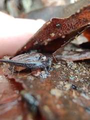 Plethodon ventralis