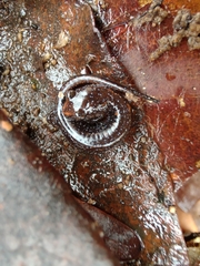 Plethodon ventralis