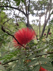 Calliandra haematocephala