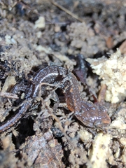 Plethodon ventralis