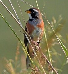 Saltatricula multicolor