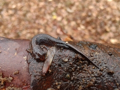 Plethodon ventralis