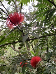 Calliandra haematocephala