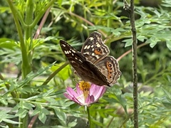 Junonia erigone