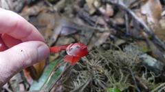 Monotropa coccinea