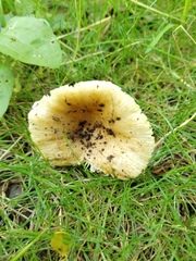 Russula pulverulenta