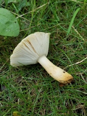 Russula pulverulenta