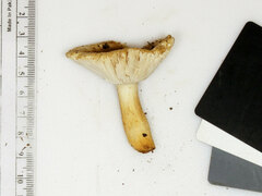 Russula pulverulenta