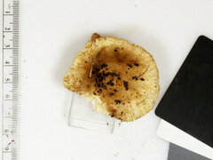 Russula pulverulenta