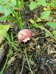 Gyroporus purpurinus