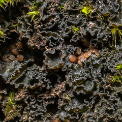 Leptochidium albociliatum