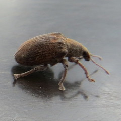 Gonipterus platensis