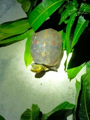 Cuora flavomarginata