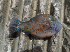 Canthigaster amboinensis