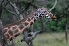 Giraffa camelopardalis