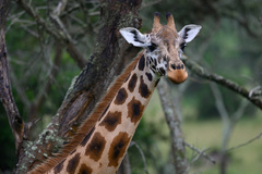 Giraffa camelopardalis
