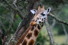 Giraffa camelopardalis