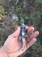 Sceloporus torquatus