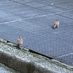 Passer domesticus