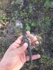 Sceloporus torquatus