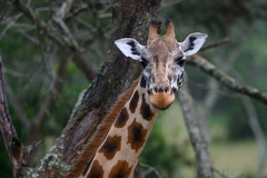 Giraffa camelopardalis