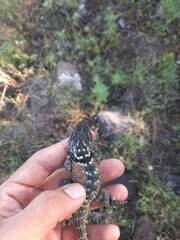 Sceloporus torquatus