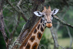 Giraffa camelopardalis
