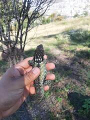 Sceloporus torquatus