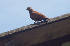 Columbina talpacoti