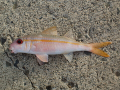 Mulloidichthys vanicolensis