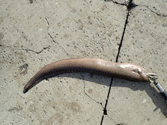 Gymnothorax undulatus