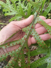 Thylacosceles radians