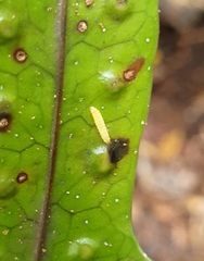 Thylacosceles radians