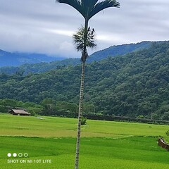 Dicrurus macrocercus