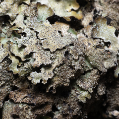 Didymocyrtis