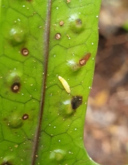 Thylacosceles radians